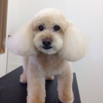 プードル　なのはちゃん２６８